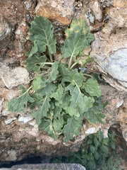 Hyoscyamus albus