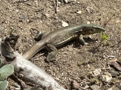 Cnemidophorus murinus