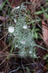 Usnea intermedia