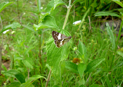 Heliopetes domicella