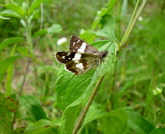 Heliopetes domicella