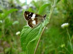 Heliopetes domicella