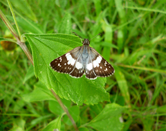 Heliopetes domicella