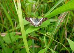 Heliopetes domicella