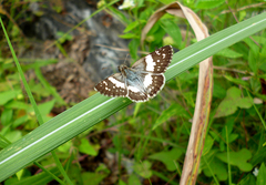 Heliopetes domicella