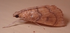 Aethiophysa falcatalis
