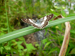 Heliopetes domicella
