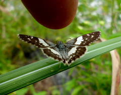 Heliopetes domicella