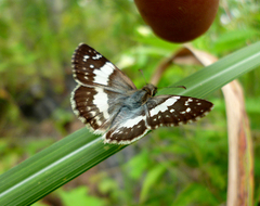 Heliopetes domicella