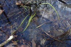 Lithobates sylvaticus