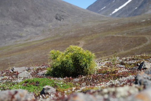 Dwarf Siberian pine (Pinus pumila)