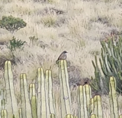 Curruca conspicillata