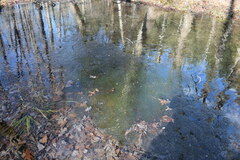 Lithobates sylvaticus