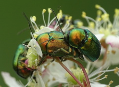 Cryptocephalus sericeus