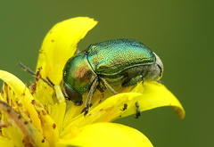 Cryptocephalus sericeus