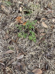Chaerophyllum tainturieri