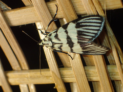 Heortia vitessoides