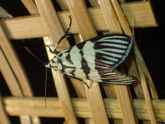 Heortia vitessoides