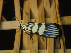 Heortia vitessoides