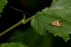 Nemophora degeerella