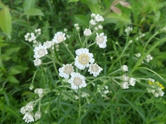 Achillea ptarmica