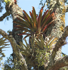 Bromeliaceae