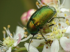 Cryptocephalus sericeus