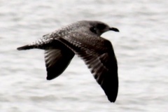Larus