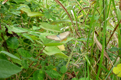 Mestra hersilia