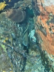 Scorpis georgiana