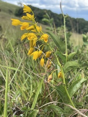 Eulophia odontoglossa