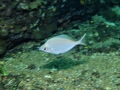 Parequula melbournensis