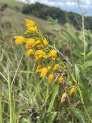 Eulophia odontoglossa