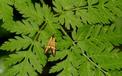 Nemophora degeerella