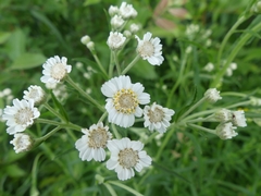 Achillea ptarmica