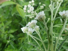 Achillea ptarmica