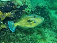 Meuschenia freycineti