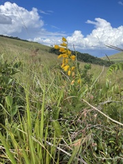 Eulophia odontoglossa