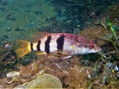 Hypoplectrodes nigroruber