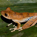 Canelos Treefrog - Photo (c) Chris Harrison, some rights reserved (CC BY-NC), uploaded by Chris Harrison
