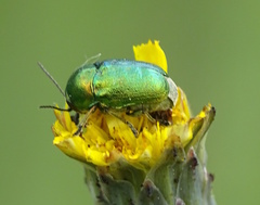 Cryptocephalus sericeus