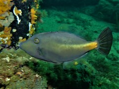 Meuschenia flavolineata