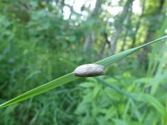 Choristoneura conflictana