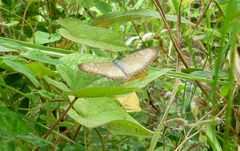 Mestra hersilia