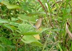 Mestra hersilia