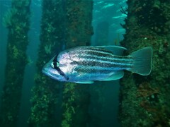 Dhufish photo 4