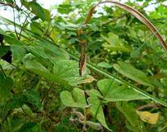 Mestra hersilia