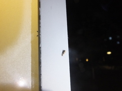 Grapholita delineana