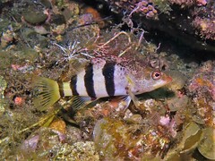 Hypoplectrodes nigroruber