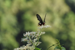Byasa polyeuctes